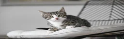 Mixed Breed cats for sale: REDUCED READY TO GO -  1 BOY/GIRL Tabby kittens  - Advert 4