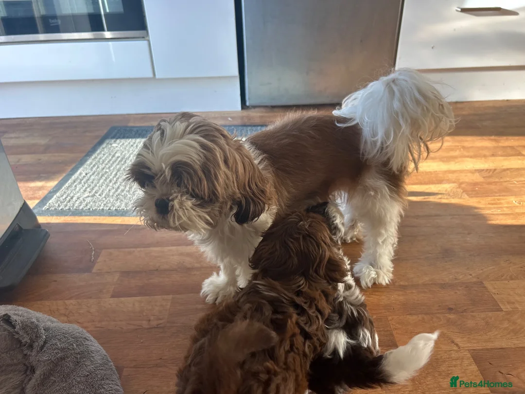 Shih Tzu dogs for sale: Beautiful Friendly imperial shih tzu boy - Advert 2