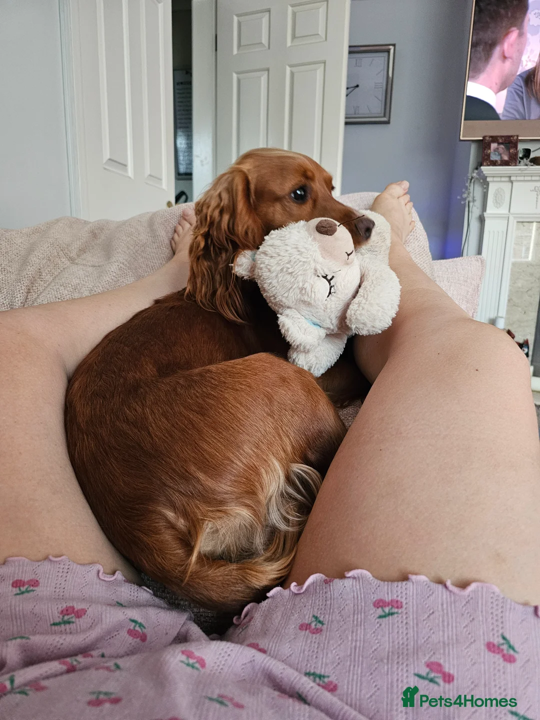 Cocker Spaniel dogs for stud: STUD COCKER SPANIEL WANTED in Driffield - Advert 2