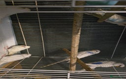 Budgerigars birds for sale: Blackwing and budgies available  - Image 2