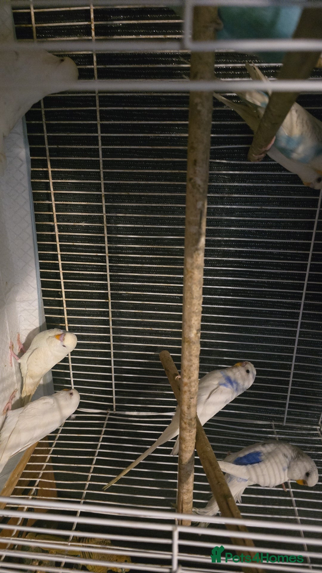 Budgerigars birds for sale: Blackwing and budgies available  - Image 2