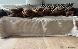 Labradoodle dogs for sale: Red curly labradoodles (F1b) - Image 3