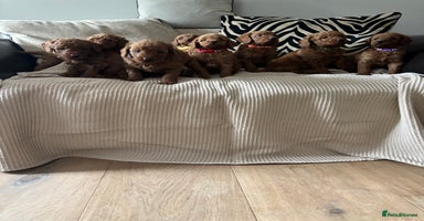 Labradoodle dogs - Advert 10