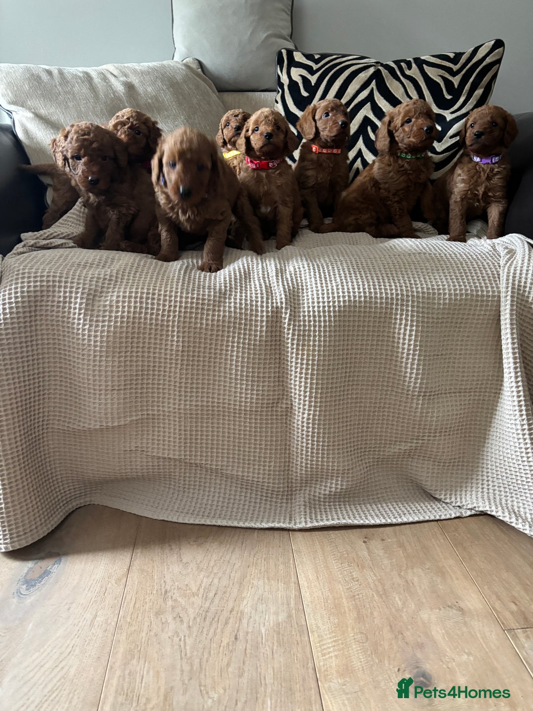 Labradoodle dogs for sale: Red curly labradoodles (F1b) - Image 3