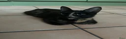 Mixed Breed cats for sale: Three Beautiful Female Kittens for sale - Advert 3