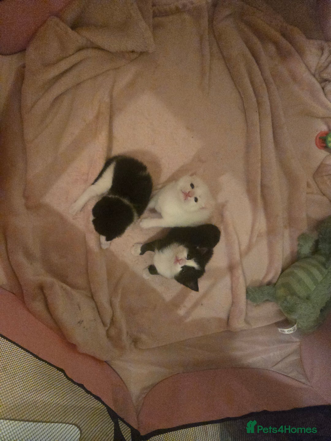 Mixed Breed cats for sale: Black and white girls  - Advert 5