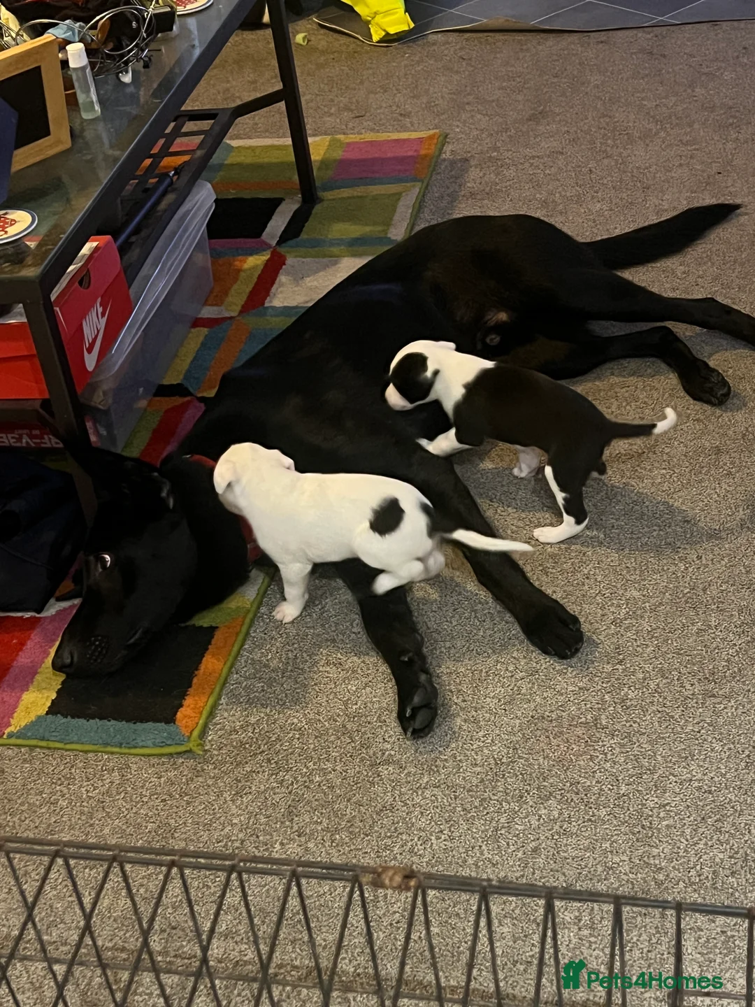 Mixed Breed dogs for sale: Adorable 13-Week-Old Female Puppies Ready For Home - Advert 6
