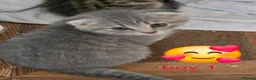 Scottish Fold cats for sale:  🥰READY!!!🤩Scottish folded in a beautiful colour - Advert 21