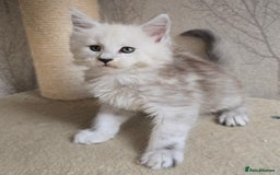 Maine Coon cats for sale: RARE Maine Coon Kittens Black Shaded  - Image 1