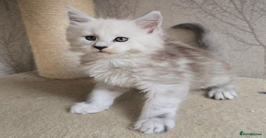Maine Coon cats - Advert 1