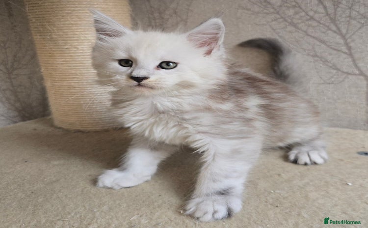 Maine Coon cats - Advert 3