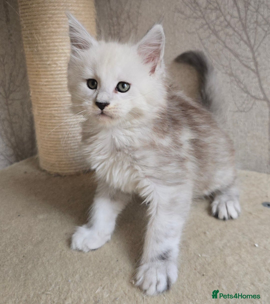 Maine Coon cats for sale: RARE Maine Coon Kittens Black Shaded  - Image 1