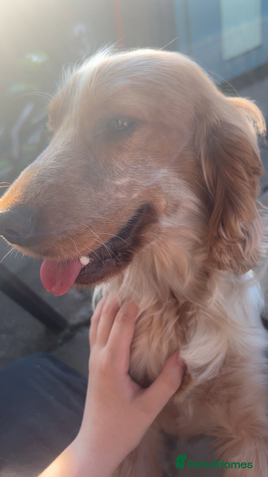 Cocker Spaniel dogs for sale: Male cocker spaniel - Image 2