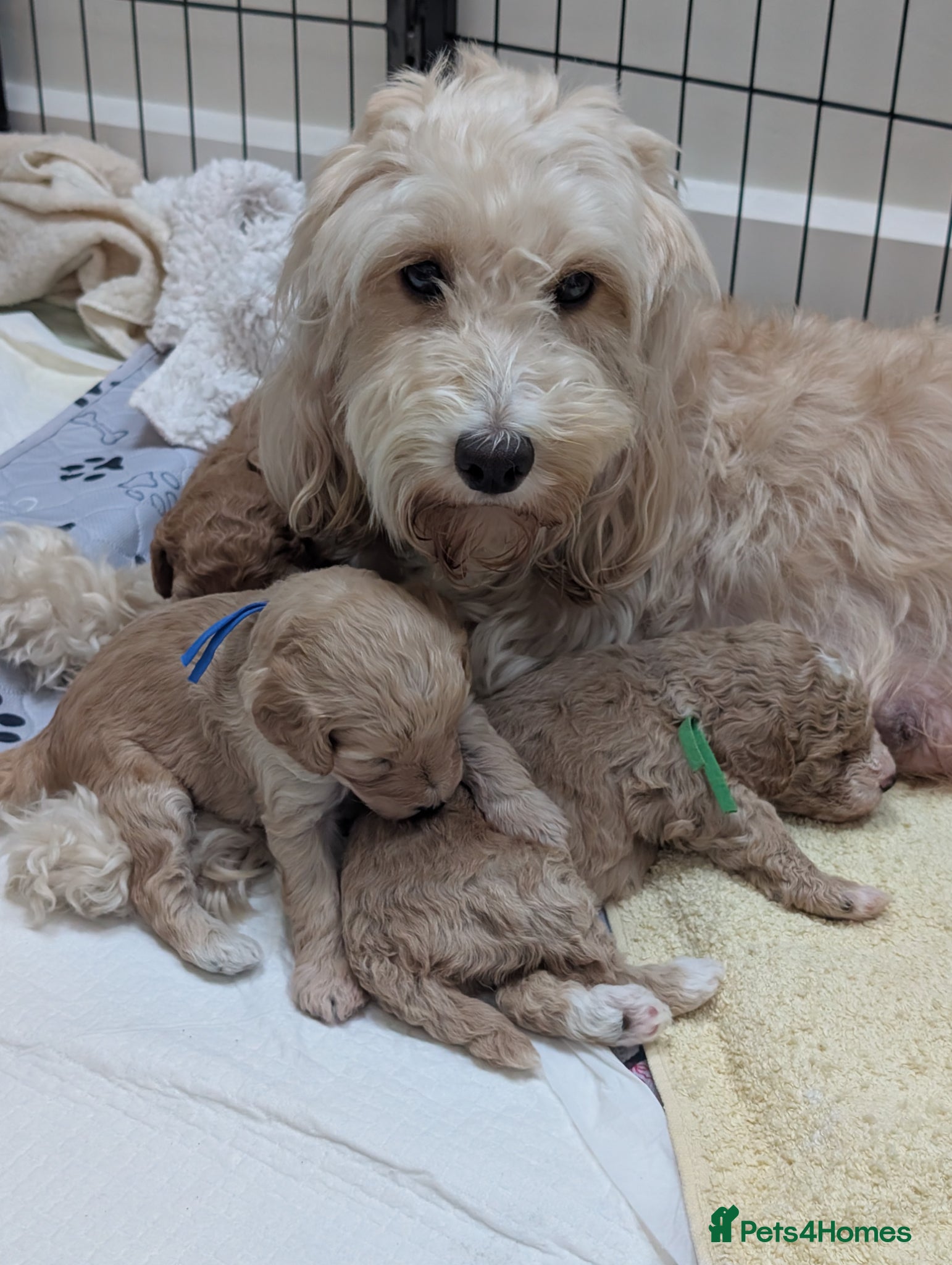 Cockapoo dogs Cockapoo puppies F1B  - Advert 1