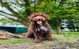 Miniature Poodle dogs for stud: KC chocolate phantom miniature poodle stud  in Denbigh - Image 8