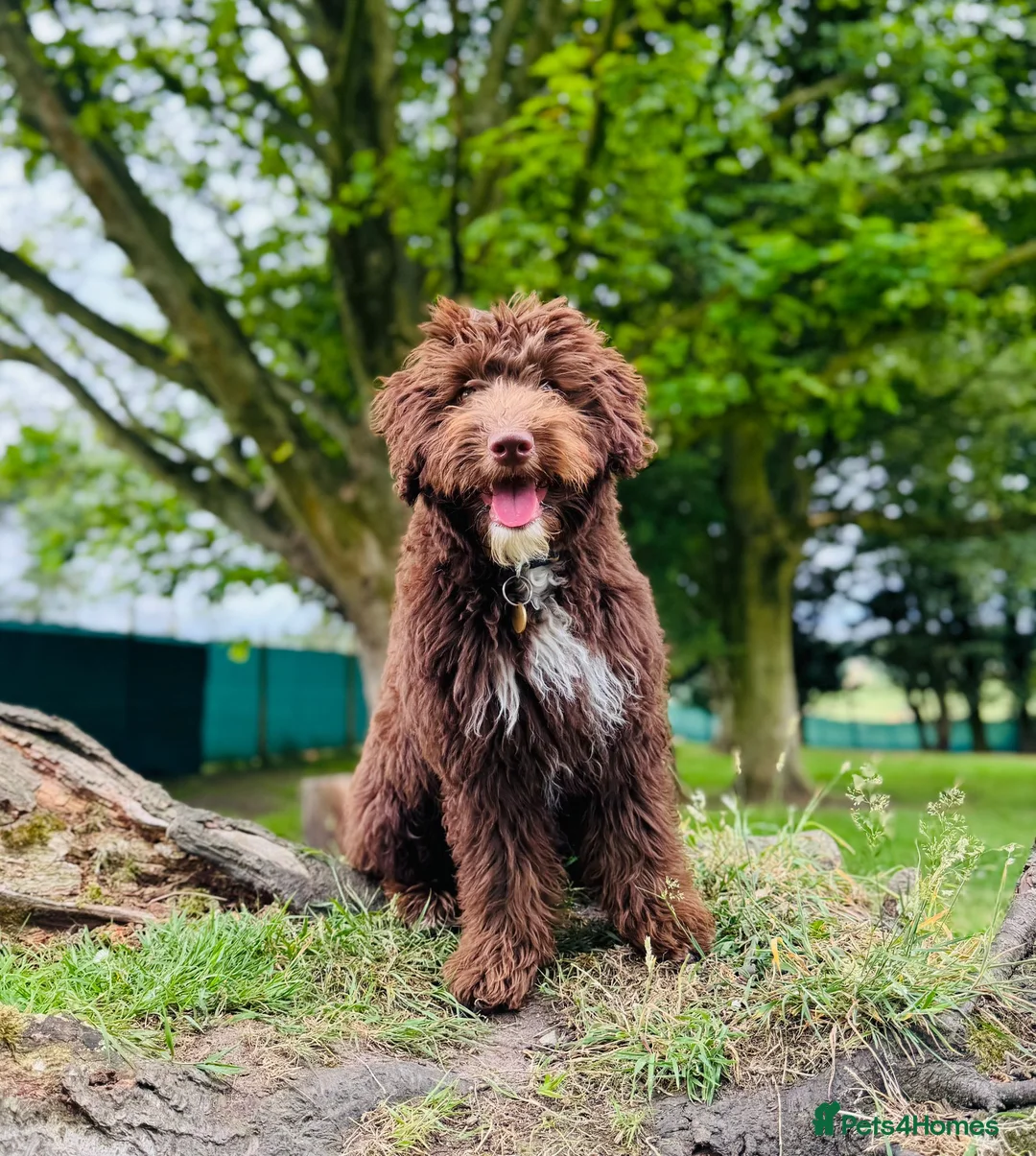 Miniature Poodle dogs for stud: KC chocolate phantom miniature poodle stud  in Denbigh - Advert 8