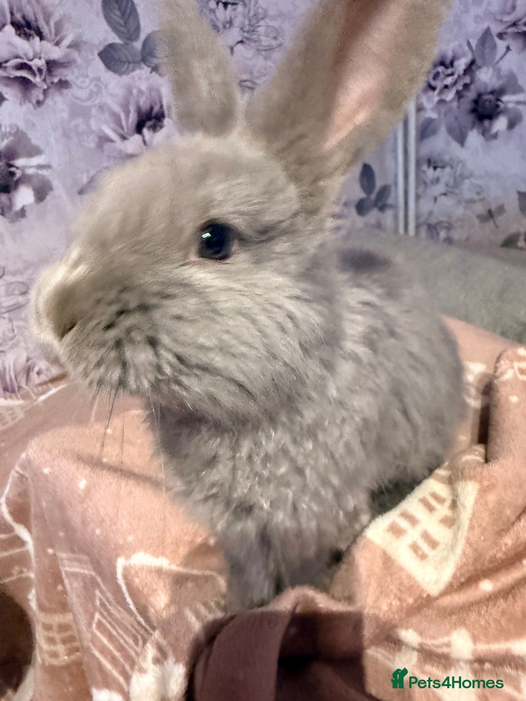 Mixed Breed rabbits for sale: French lop x Angora  - Advert 2