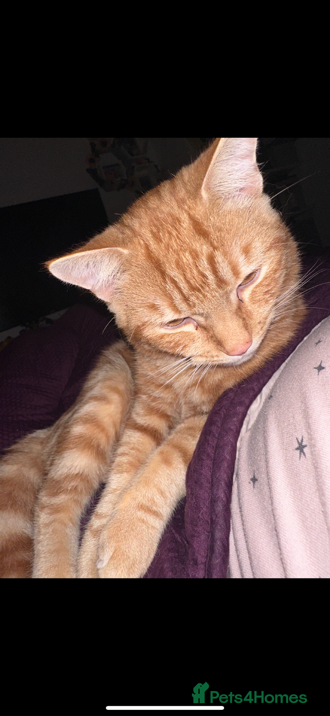 Persian cats for sale: Meet George! Looking for forever home! - Image 2