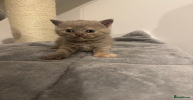 British Shorthair cats - Advert 2