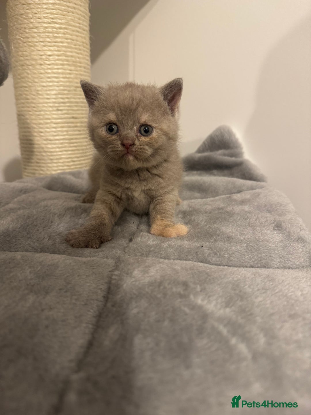 British Shorthair cats for sale: Gccf Champion Sired British Shorthair Kittens  - Image 2