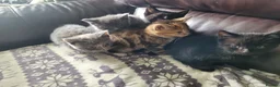 Domestic Shorthair cats for sale: 4 Kittens looking for new forever homes - Advert 15