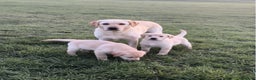 Labrador Retriever dogs for sale: Labrador puppies for sale  - Advert 5