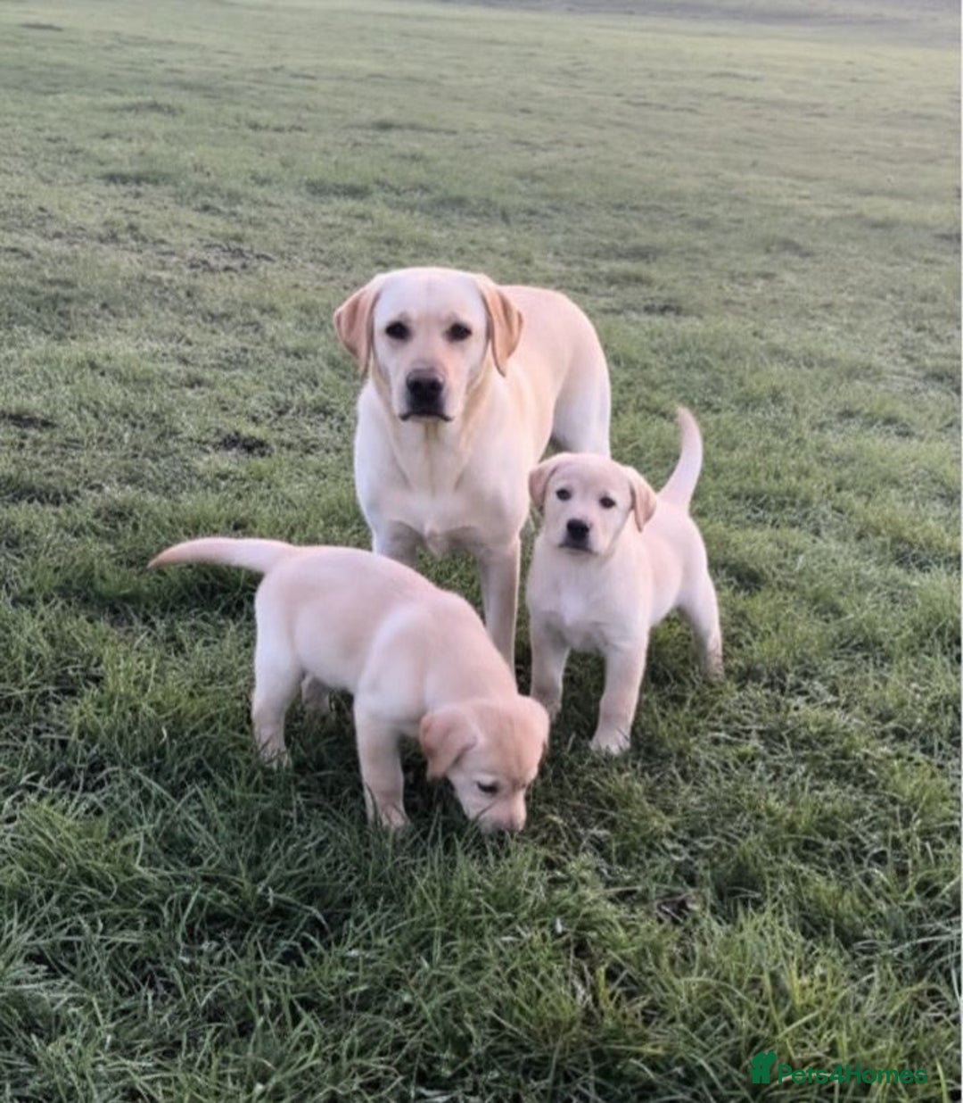 Labrador Retriever dogs for sale: Labrador puppies for sale  - Advert 5