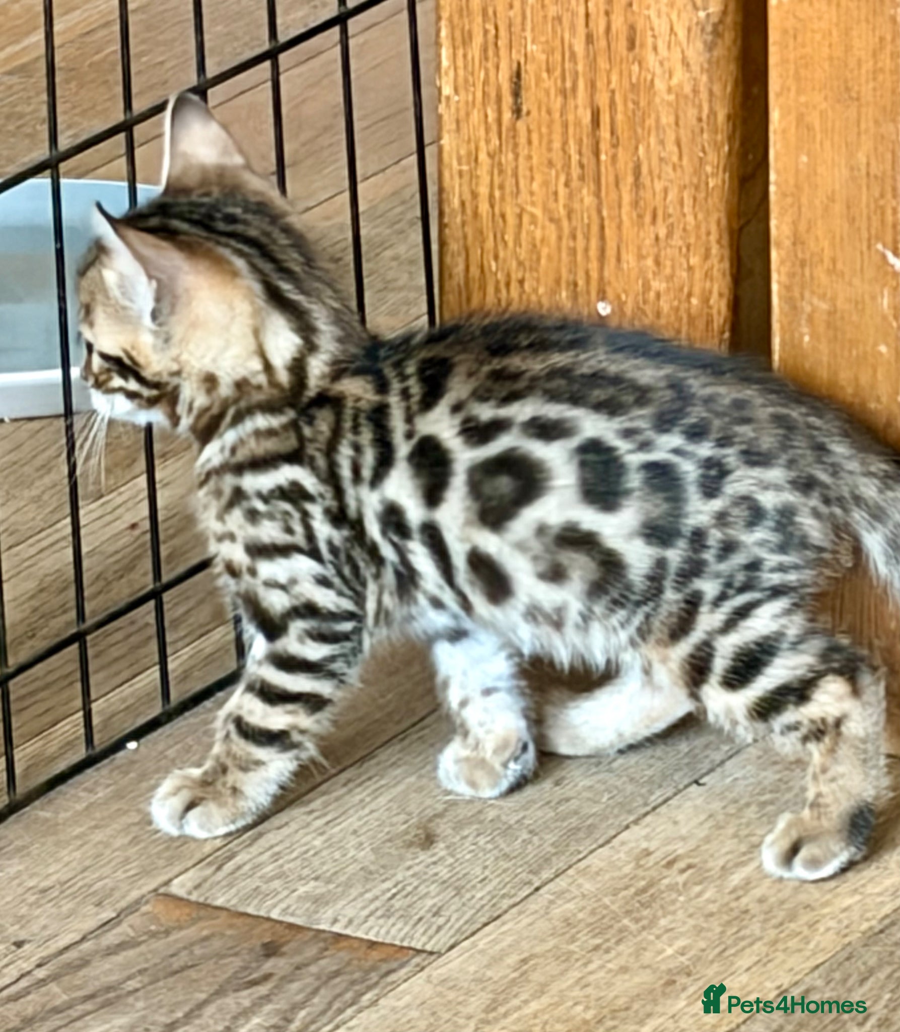 Bengal cats 4 Gorgeous Bengal Kittens ready for reservation  - Advert 2