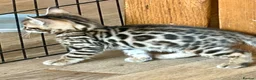 Bengal cats for sale: UPDATE 3 Gorgeous Bengal Kittens ready to reserve - Advert 17