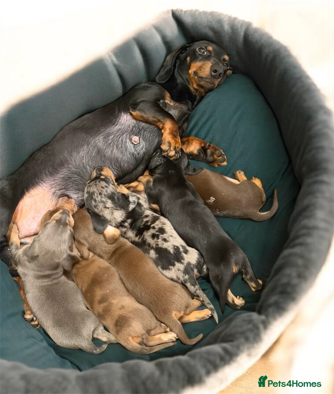 Miniature Dachshund dogs for sale: 🩷✨Available mini PRA clear pups !✨🩷 - Advert 2