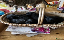 Yorkiepoo dogs for sale: Yorkiepoo Puppies to the manor born - Image 4