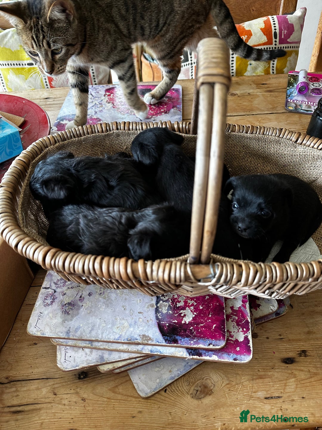 Yorkiepoo dogs for sale: Yorkiepoo Puppies to the manor born - Image 4