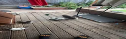 Mixed Breed cats for sale: Cute kittens for sale (NEED GONE ASAP) - Advert 10