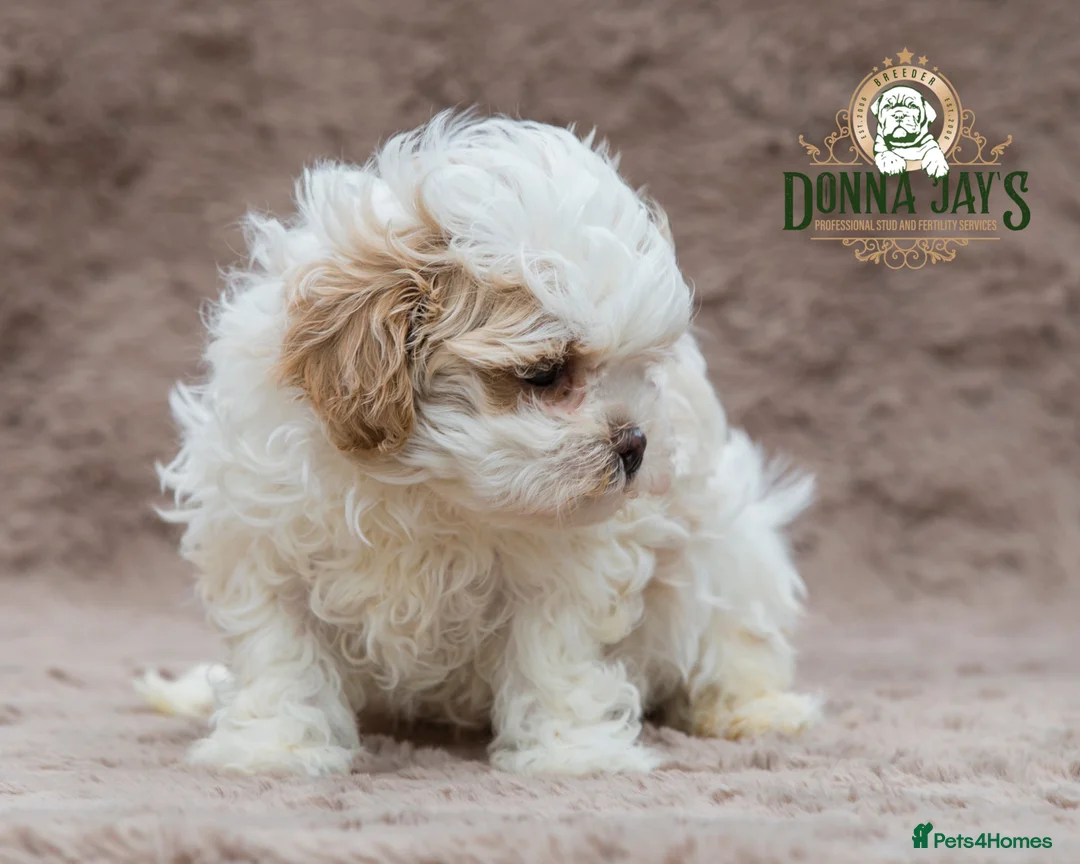 Mixed Breed dogs for sale: DonnaJays something special Cavashihpoo 🌟🌟🌟🌟🌟 - Advert 1