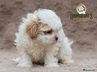 Mixed Breed dogs DonnaJays something special Cavashihpoo 🌟🌟🌟🌟🌟 - Advert 9