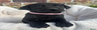 Pink Collar 