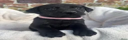 Labrador Retriever dogs for sale: Outstanding Labrador Puppies KC registered Hips - Advert 2
