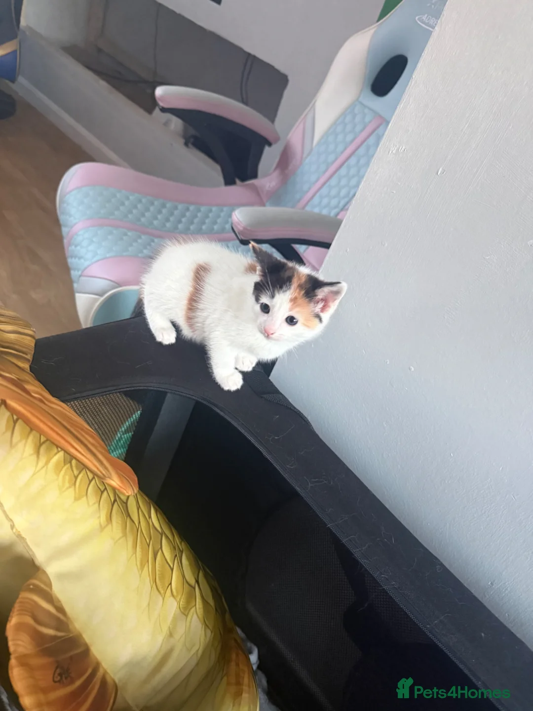 Mixed Breed cats for sale: Female kittens x2 - Advert 5