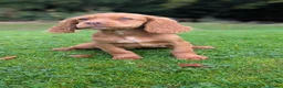 Cocker Spaniel dogs for sale: One male and one female golden cocker spaniel  - Advert 5