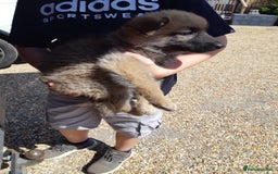 German Shepherd dogs for sale: german shepherd pups - Image 5
