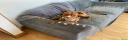 Mixed Breed dogs for sale: Staffy/Mastiff Cross in Manchester - Advert 2