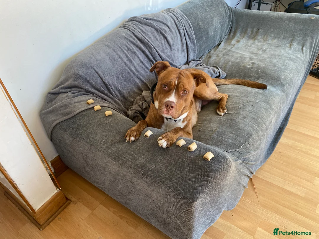 Mixed Breed dogs for sale: Staffy/Mastiff Cross in Manchester - Advert 2