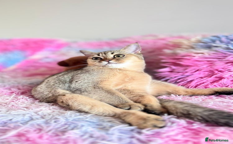 Scottish Fold cats - Advert 8