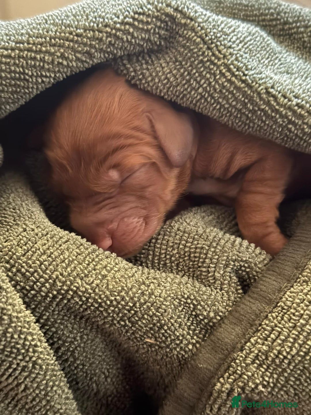 Australian Labradoodle dogs for sale: 100% Pure bred Australian Labradoodle - Image 11