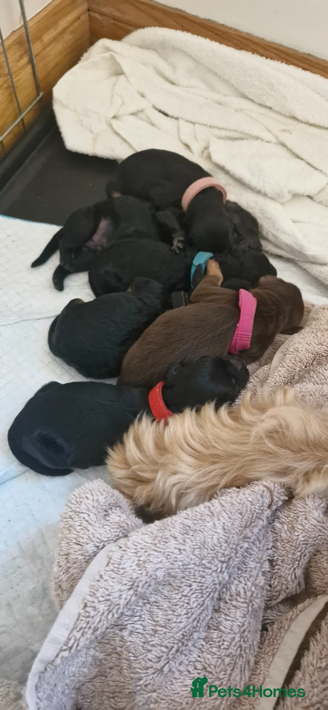 Cavapoo dogs for sale: ✨ Exceptional Cavapoo Puppies ✨ - Advert 9