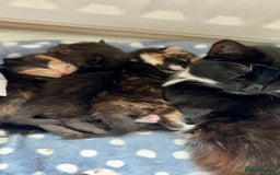 British Shorthair cats for sale: 2 Kittens left for sale! - Image 12