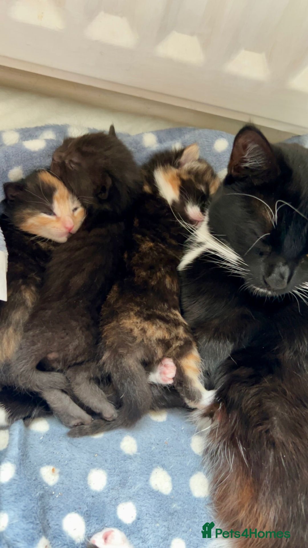 British Shorthair cats for sale: 2 Kittens left for sale! - Image 12