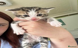 British Shorthair cats for sale: Boy kitten and female cat available  - Image 2