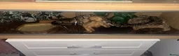 Python Snake reptiles for sale: Royal python snake  in Dewsbury - Advert 2