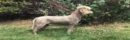 Standard Poodle dogs for sale: Stunning KC Standard Poodle..health tested - Advert 10